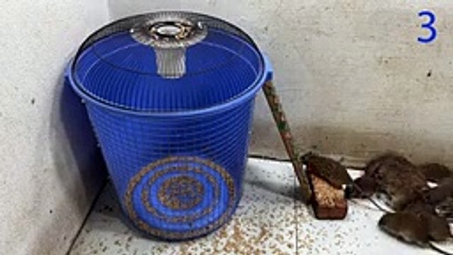 Rat video mouse trap video The best mousetrap is amazing The world's best mousetrap with plastic