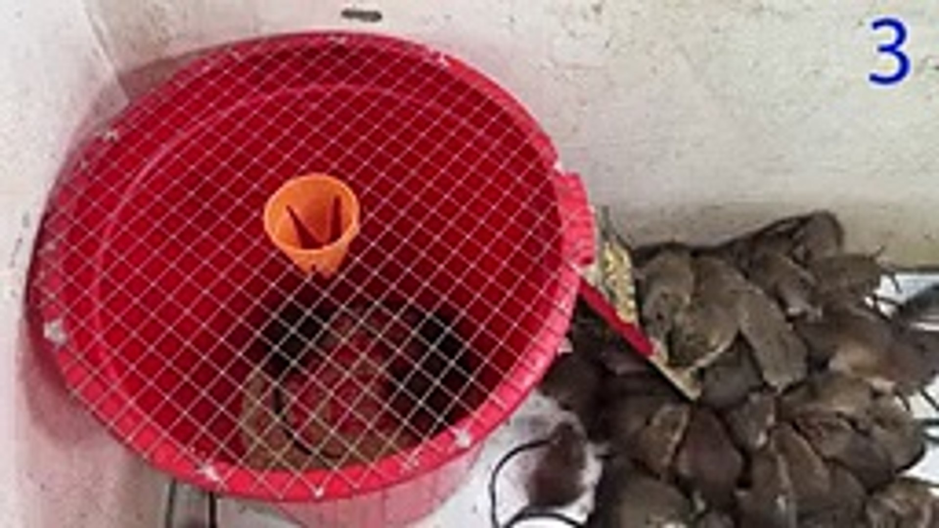 Shock Electric Mouse Trap / Mouse Trap Homemade / Idea Mouse Trap - video  Dailymotion