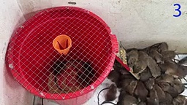 Mouse trap video Electric mouse trap Homemade mousetrap with a large plastic container