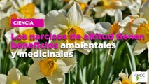 Los narcisos de altitud tienen beneficios ambientales y medicinales