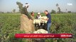 الديهي يشارك مع المزارعين في حصاد القطن وسط هتافهم تحيا مصر