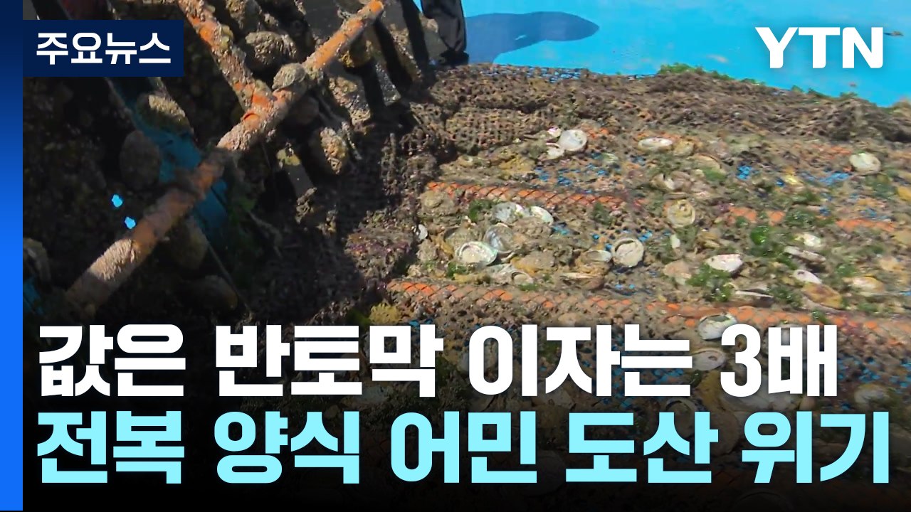 값은 반토막 이자는 3배...전복 양식 어민 줄도산 위기 / YTN