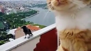 cat an crow