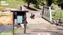 35 Brutal Moments When Bears Hunt And Attack Their Prey Mercilessly Caught On Camera   Animal Fight