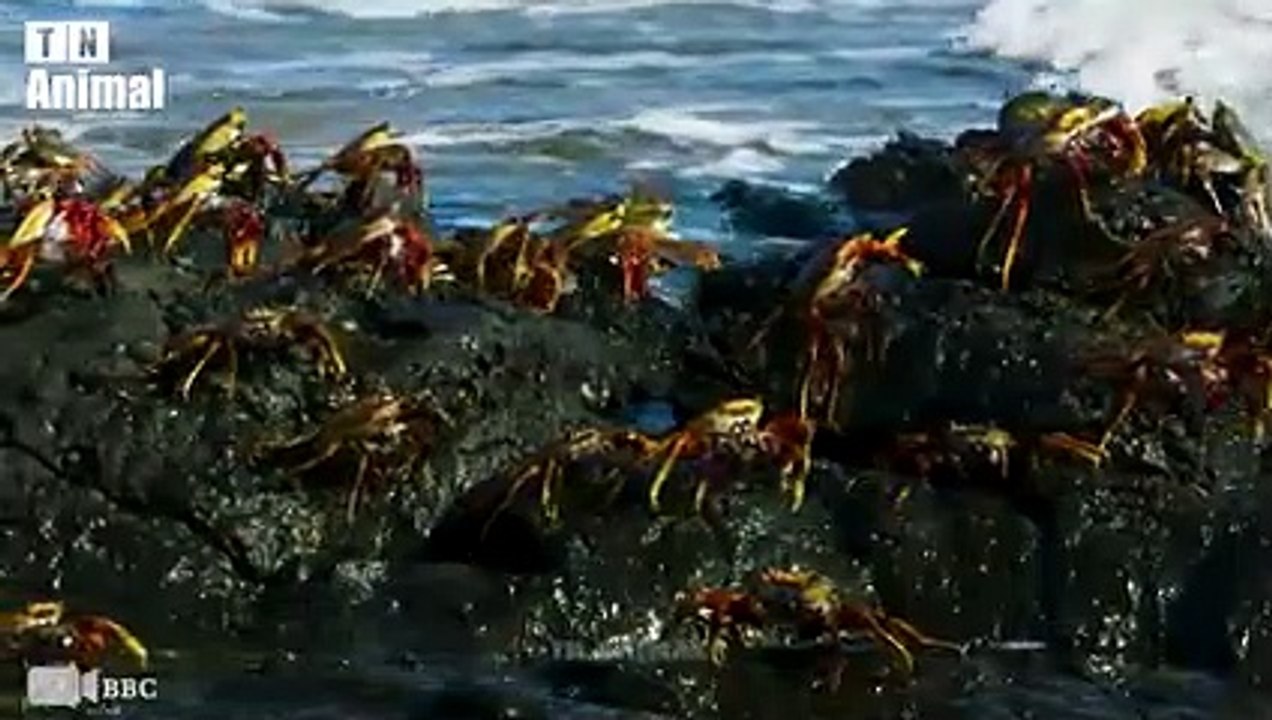 35 Unbelievable Moments When Sea Animals Hunt, Seals vs Penguins, Polar Bears vs Seals