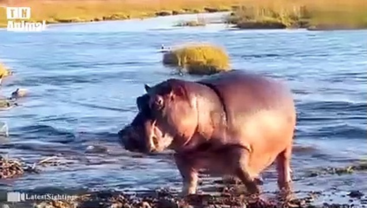 Lion vs Rhino   Fierce Battle Pride of lions  Scariest Predator!   Wild Animal Hunting Compilation