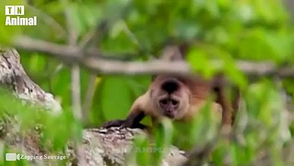 30 Moments Battle Of Best Intelligent Animal   Wild Animal Hunting Compilation   Funny Animal Fight