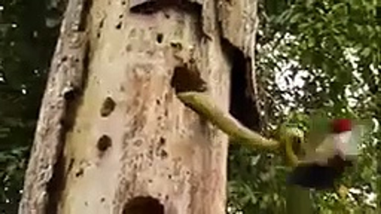 10 CRAZIEST ANIMAL FIGHTS CAUGHT ON CAMERA (3)