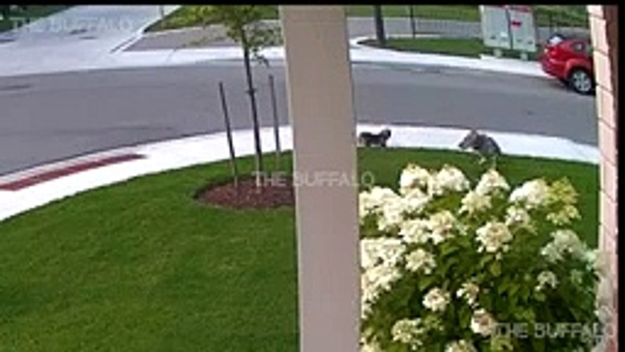 10 CRAZIEST ANIMAL FIGHTS CAUGHT ON CAMERA (15)