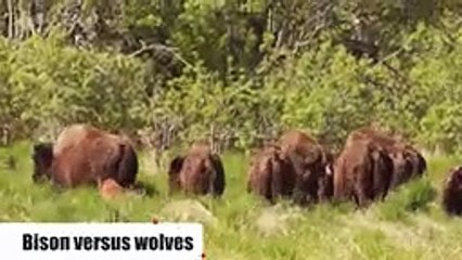 10 CRAZIEST ANIMAL FIGHTS CAUGHT ON CAMERA (17)