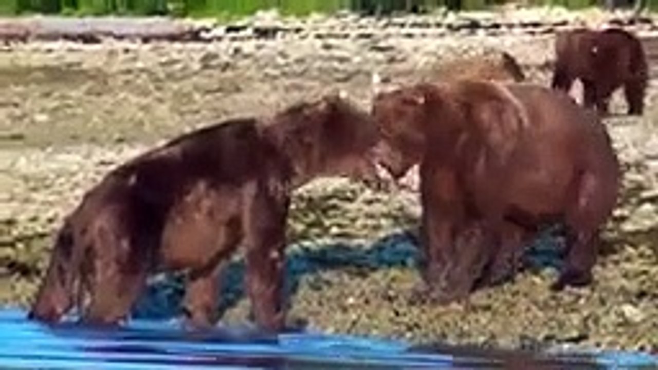 10 CRAZIEST ANIMAL FIGHTS CAUGHT ON CAMERA. Lion versus zebra, Lion versus buffalo (2)