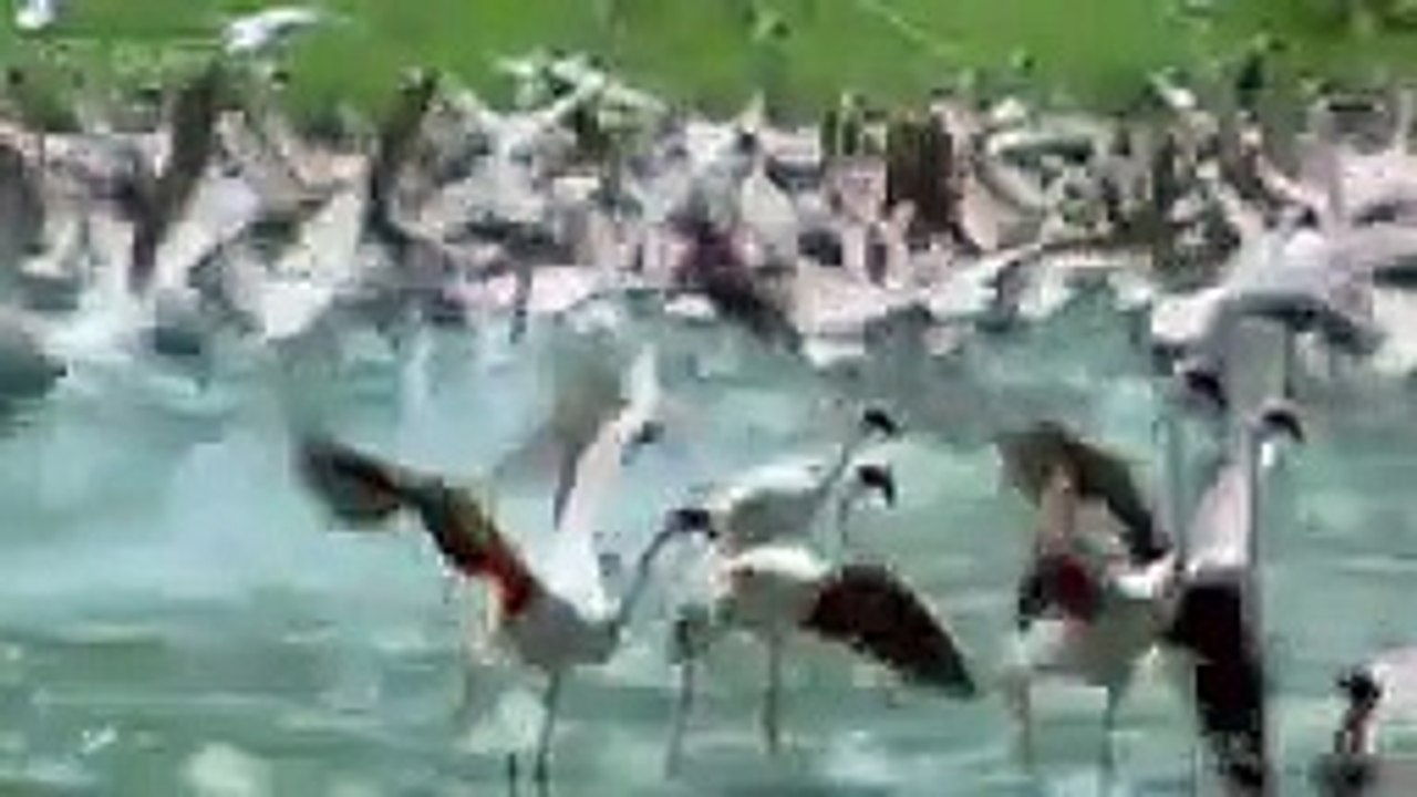 10 CRAZIEST ANIMAL FIGHTS CAUGHT ON CAMERA (18)