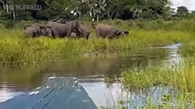 10 CRAZIEST ANIMAL FIGHTS CAUGHT ON CAMERA. Lion versus leopard, Giraffe versus giraffe (2)