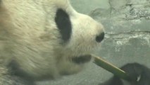 Cina, il regno dei  panda giganti
