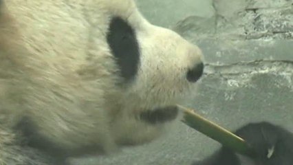 Cina, il regno dei  panda giganti