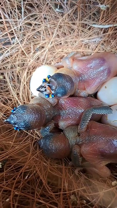 Anak burung