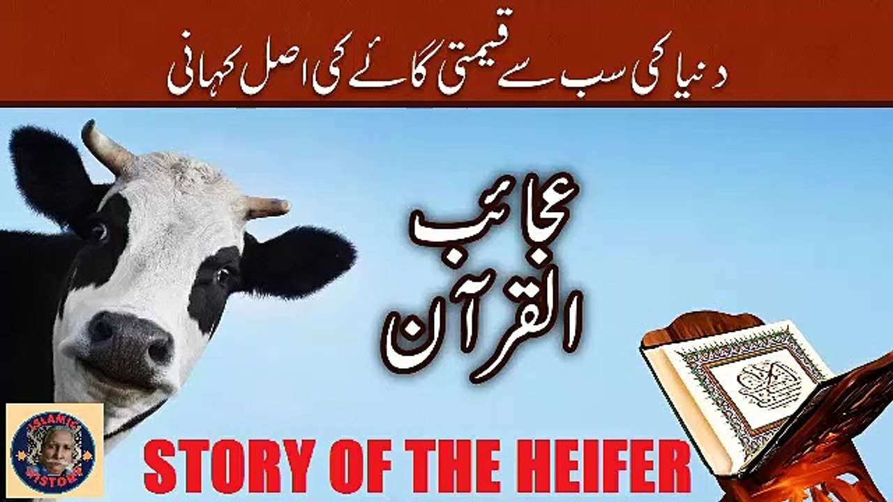 Story Of The Heifer | دنیا کی مہنگی گائے کی حقیقت کیا ہے؟ | @islamichistory813