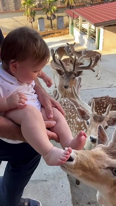 Curious Deer Make Little One Giggle