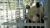 Cina, liberato panda gigante