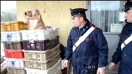 operazione dei carabinieri “pane nostrum”
