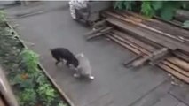 Il piccolo chihuahua riporta a casa il gatto