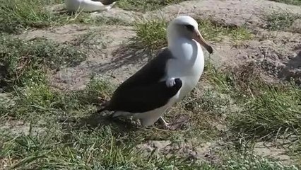 Wisdom depone un uovo