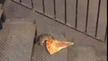 #PizzaRat, il topolino con la pizza sulla metro di New York conquista il web