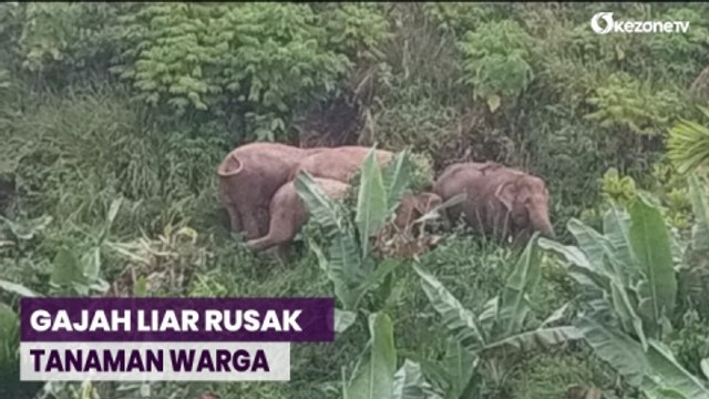 Puluhan Gajah Liar Rusak Tanaman Warga di Pidie Jaya Aceh
