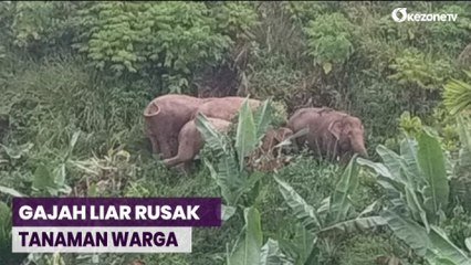 Puluhan Gajah Liar Rusak Tanaman Warga di Pidie Jaya Aceh