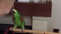 Il pappagallo che gusta gli spaghetti