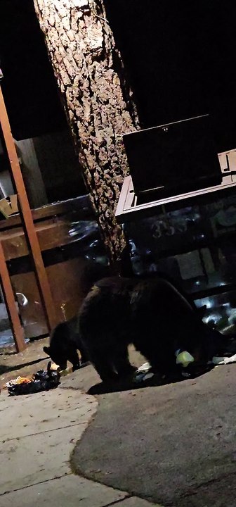 Tahoe Bears Go Garbage Hunting