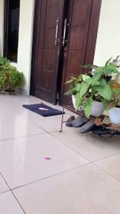 What Are Cats Really Thinking