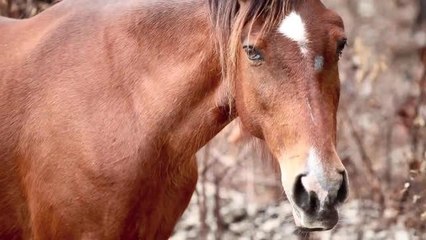 È morto l’ultimo cavallo di Cristoforo Colombo