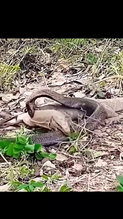 Snack video in forest |जंगल में साप का भयानक वीडियो