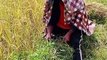 Agriculture Nepal cutting Rice plants