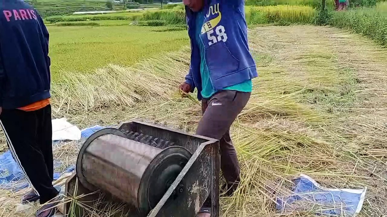 Rice plants