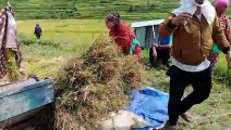 Cutting Rice plants in Nepal