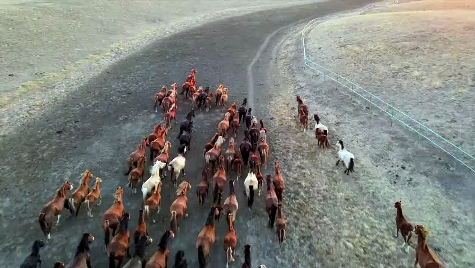 ⁣Horses Galloping Countryside