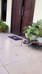 What Are Cats Really Thinking