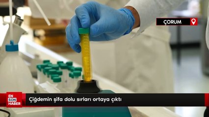 Çorum'da çiğdemin şifa dolu sırları ortaya çıktı