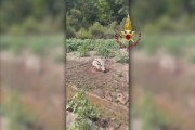 Mucca bloccata nel fango, salvata dall'elicottero - Video