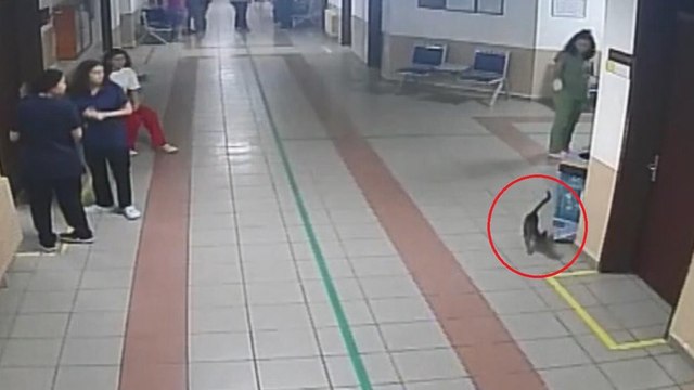 Diyaframı yırtılan kedi hastanenin kapısına dayandı