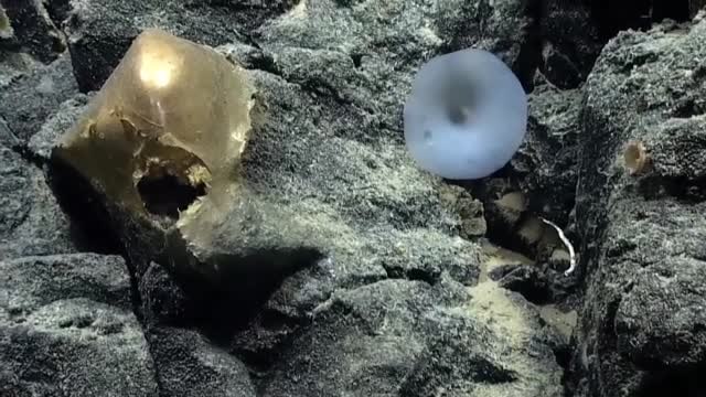 Científicos marinos hallan un raro organismo de color dorado en las profundidades del mar