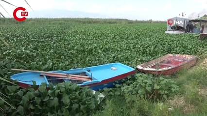 Adeta esir aldılar... Boyları 1 metreyi buluyor! Görüntüsü güzel ama balıklar için ölümcül