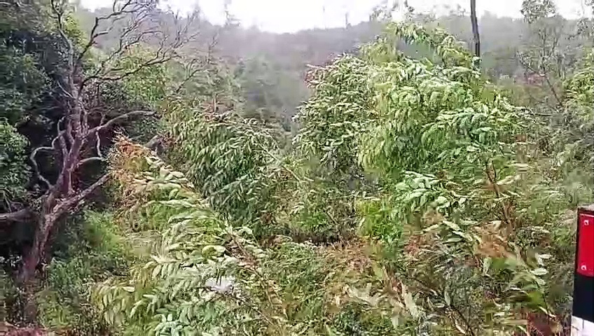 அடுத்தடுத்து இறந்த 2 புலிகள்.. உதகை அருகே தொடரும் மர்மம்.. கண்டுகொள்ளாத வனத்துறை.!