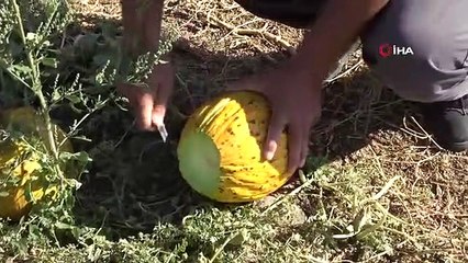 Yozgat'ta kavun ve karpuz hasadı sürüyor