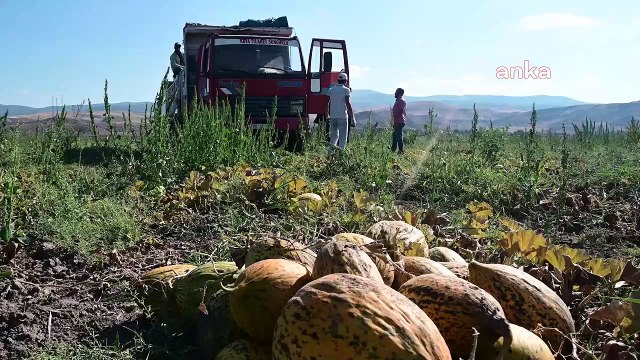 Yozgat'ta Kavun-Karpuz Hasatı Devam Ediyor. Bölge Çiftçisi, Girdi Maliyetlerinden Şikayetçi