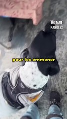 Ce couple récupère des chiens pour les promener dans la ville