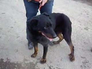 Athos beauceron vidéo mars 08