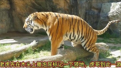 tiger urinates